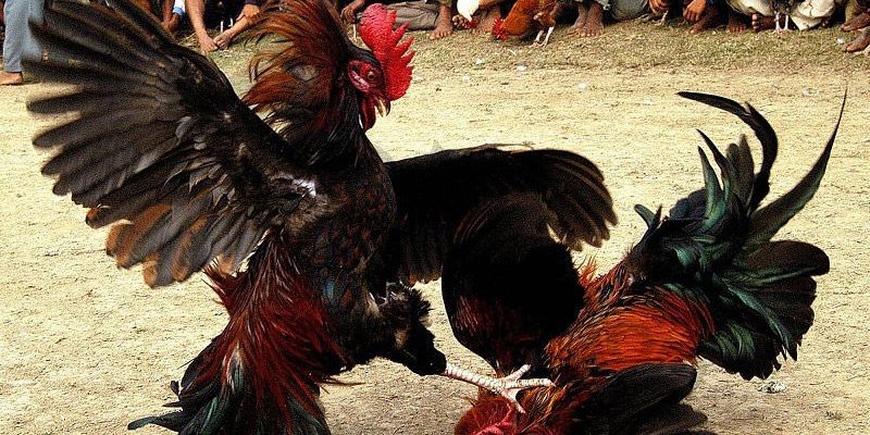 Quy trình chơi đá gà trực tuyến chi tiết nhất cho các bạn hội viên nhà cái